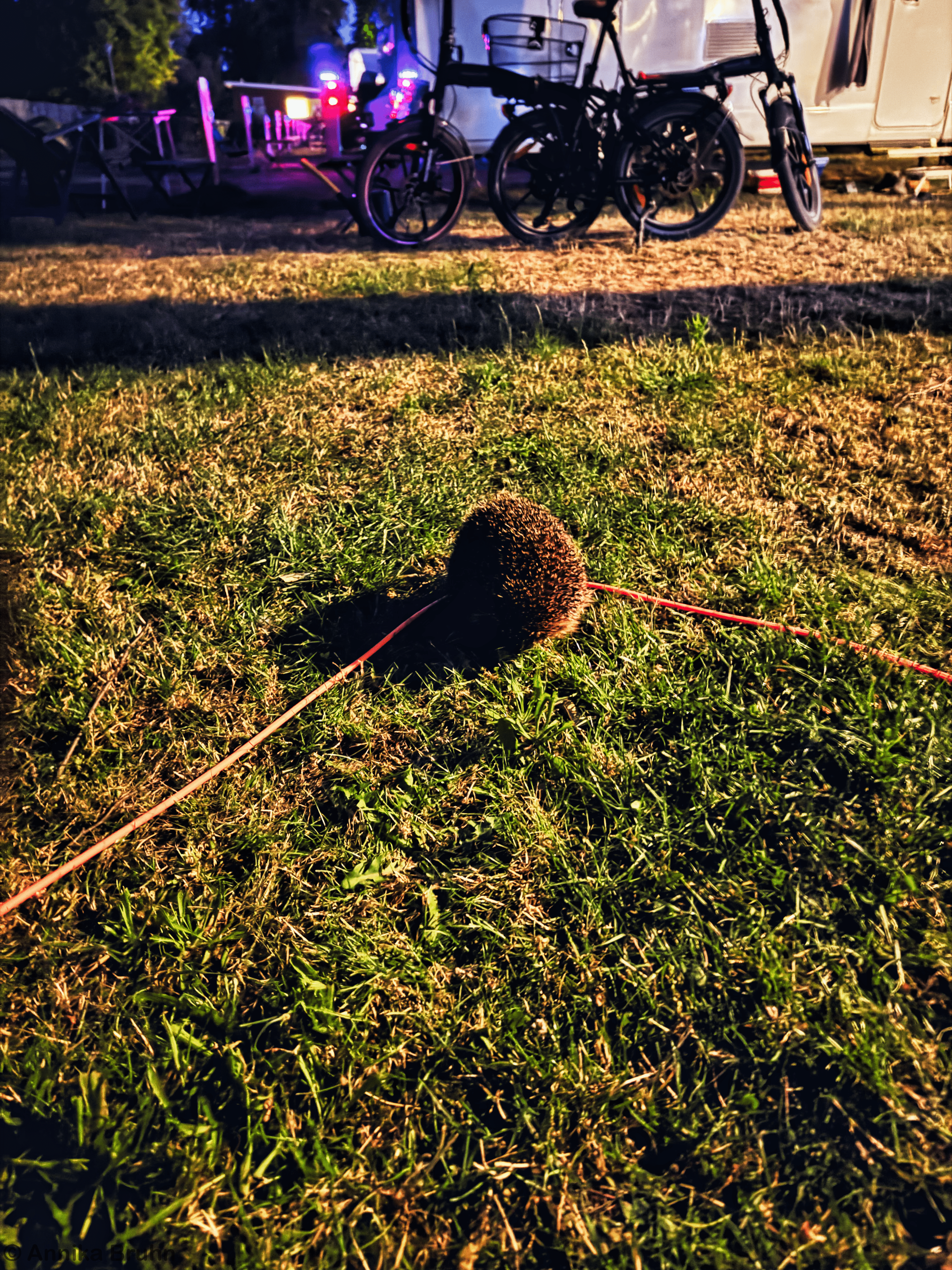 Igel ist zu Besuch